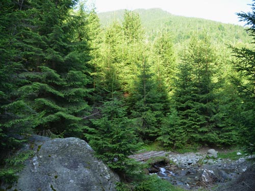 Foto Pod peste Valea Rea (c) Lucian Petru Goja